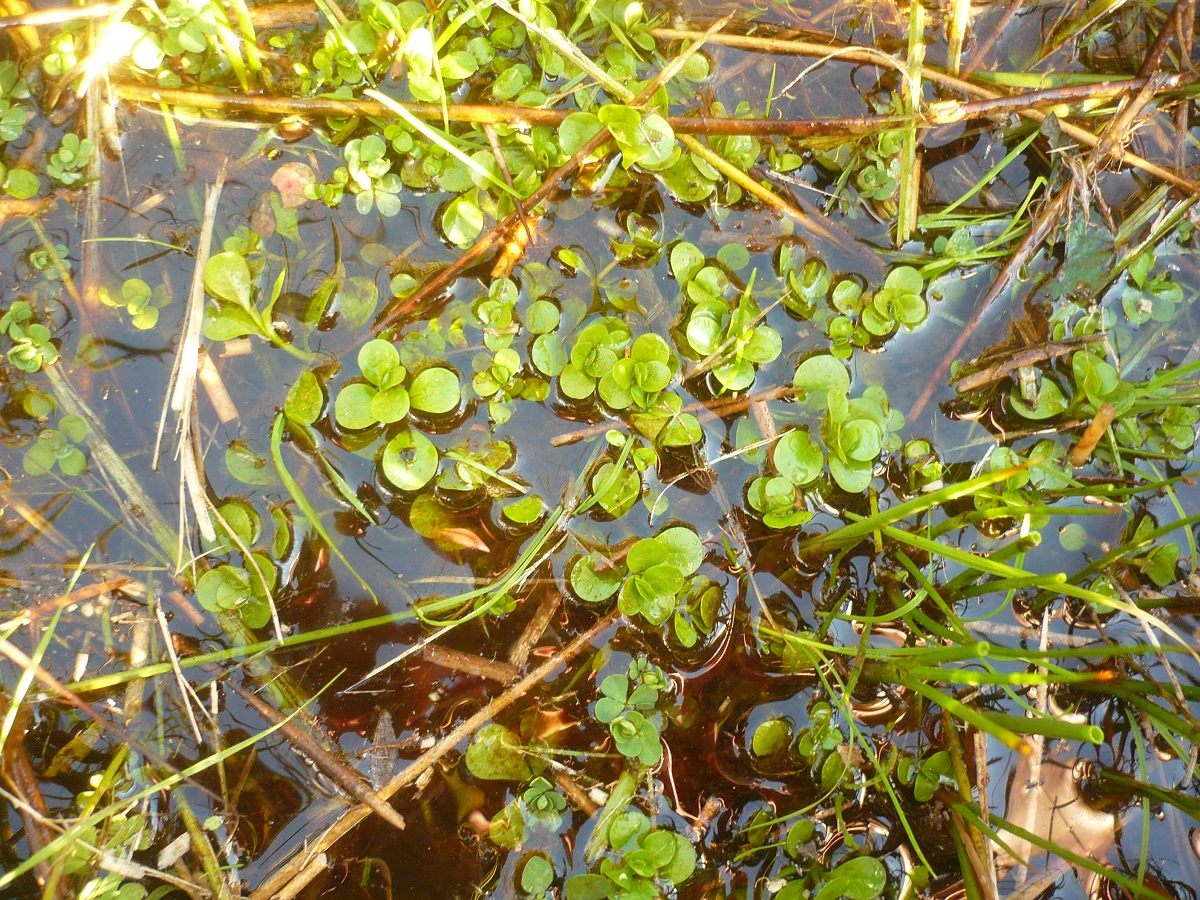 Lythrum portula (Lythraceae)